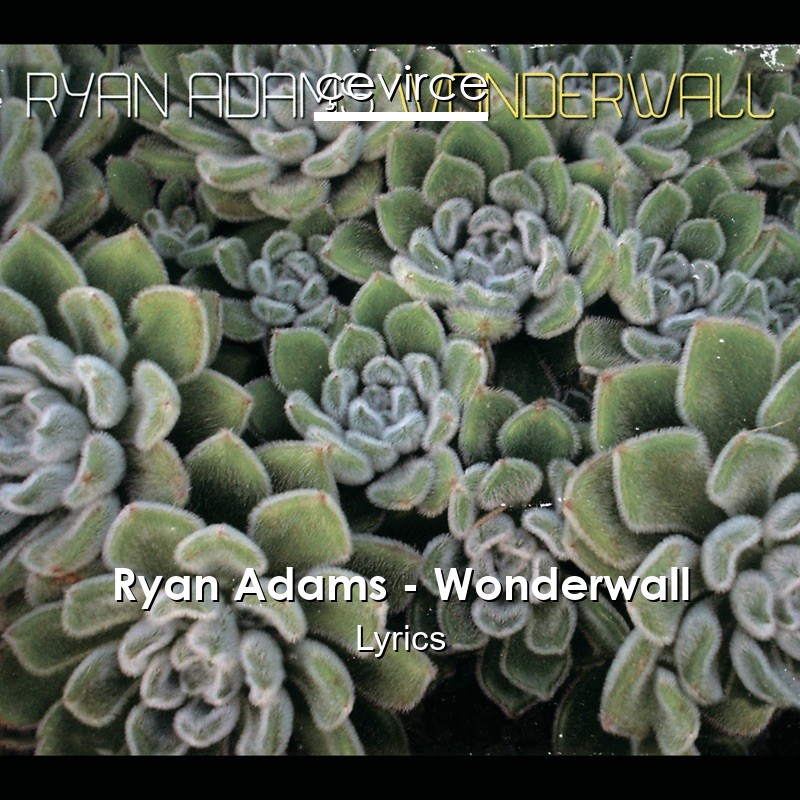 Ryan Adams – Wonderwall Lyrics