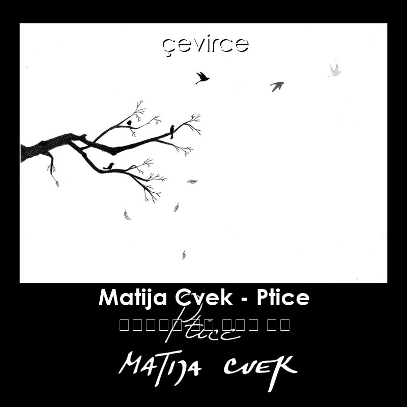 Matija Cvek – Ptice 波斯尼亞語 歌詞 中國人 翻譯