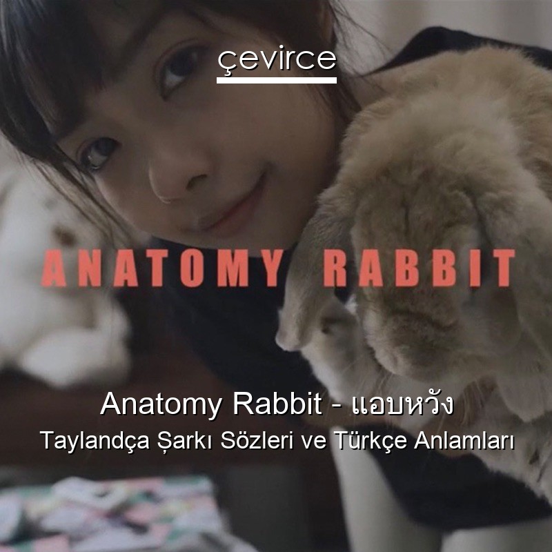 Anatomy Rabbit – แอบหวัง Taylandça Şarkı Sözleri Türkçe Anlamları