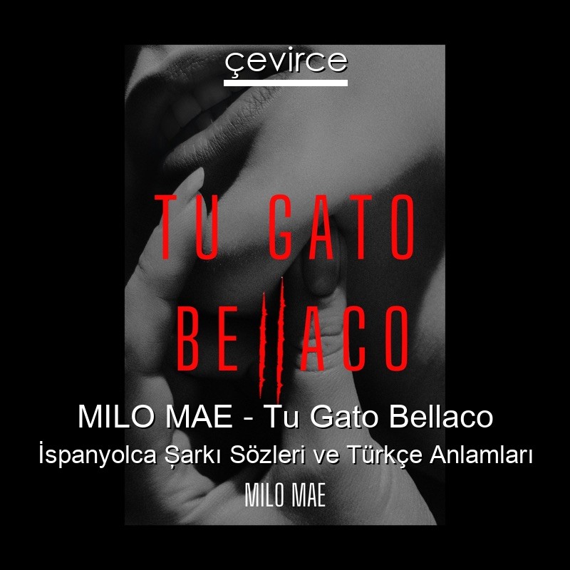 MILO MAE – Tu Gato Bellaco İspanyolca Şarkı Sözleri Türkçe Anlamları