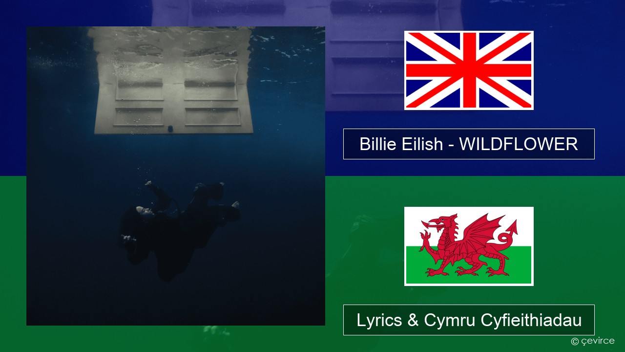 Billie Eilish – WILDFLOWER Saesneg Lyrics & Cymru Cyfieithiadau