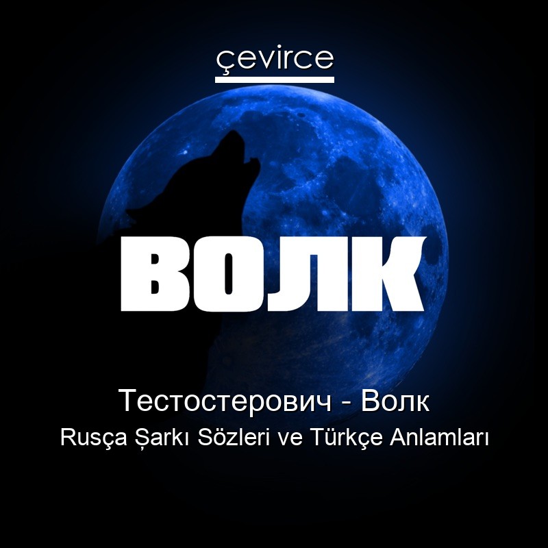 Тестостерович – Волк Rusça Şarkı Sözleri Türkçe Anlamları